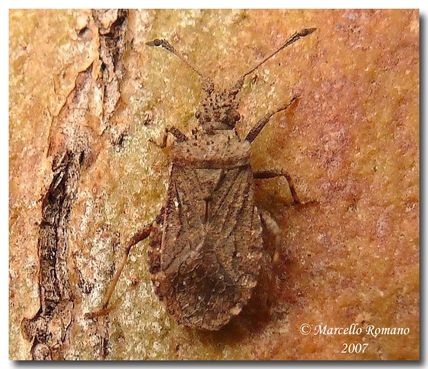 Arenocoris waltlii sotto corteccia d''eucalipto